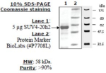 SUV4-20h2 human, recombinant, expressed in E. coli, >=80% (SDS-PAGE)