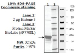 Histone H3 (2-58) human, recombinant, expressed in E. coli, >=70% (SDS-PAGE)