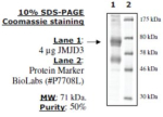 JMJD3/KDM6B Active human, recombinant, expressed in baculovirus infected insect cells, >=70% (SDS-PA