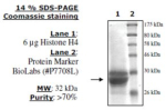 Histone H4 (2-58) human, recombinant, expressed in E. coli, >=70% (SDS-PAGE)