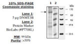 DNMT3B Active from mouse, recombinant, expressed in baculovirus infected insect cells, >=30% (SDS-PA
