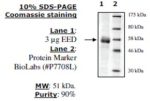 EED human, recombinant, expressed in baculovirus infected insect cells, >=90% (SDS-PAGE)