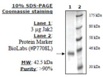 Jak2 Jh1 Active human, recombinant, expressed in baculovirus infected insect cells, >=80% (SDS-PAGE)