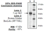 Jak3 Active human, recombinant, expressed in baculovirus infected insect cells, >=60% (SDS-PAGE)