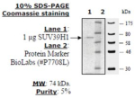 SUV39H1 full length Active human, recombinant, expressed in baculovirus infected insect cells
