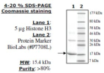 Histone H3 full length human, recombinant, expressed in E. coli, >=80% (SDS-PAGE)