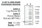 Histone H4 full length human, recombinant, expressed in E. coli, >=80% (SDS-PAGE)