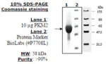 Pyruvate kinase M2 Active from mouse, recombinant, expressed in E. coli, >=90% (SDS-PAGE)