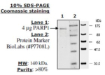 PARP1 Active human, recombinant, expressed in baculovirus infected insect cells, >=80% (SDS-PAGE)