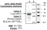 MEG-1 Active human, recombinant, expressed in E. coli, >=90% (SDS-PAGE)