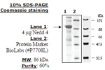 NEDD4 Active human, recombinant, expressed in baculovirus infected insect cells, >=60% (SDS-PAGE)