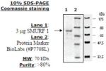 SMURF1 Active human, recombinant, expressed in baculovirus infected insect cells, >=80% (SDS-PAGE)