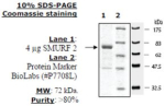 SMURF2 Active human, recombinant, expressed in baculovirus infected insect cells, >=80% (SDS-PAGE)