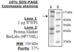 WWP1 Active human, recombinant, expressed in baculovirus infected insect cells, >=15% (SDS-PAGE)