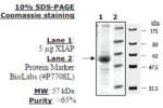 XIAP Active human, recombinant, expressed in baculovirus infected insect cells, >=65% (SDS-PAGE)