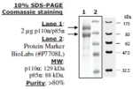 PI3 kinase (p110a/p85a) Active human, recombinant, expressed in baculovirus infected insect cells, >