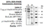 PI3 kinase [p110a(H1047R)/p85a] Active human, recombinant, expressed in baculovirus infected insect