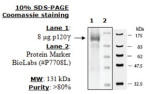 PI3 kinase (p120g) Active human, recombinant, expressed in baculovirus infected insect cells, >=90%