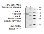 cMet Active human, recombinant, expressed in baculovirus infected insect cells, >=60% (SDS-PAGE)