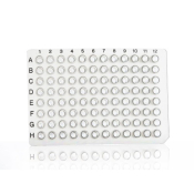 Azenta Life Sciences 32 Well PCR Plate Segment Non-Skirted Clear H12 Cut Corner