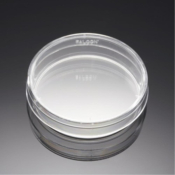 BioCoat Poly-L-Lysine 60mm TC-Treated Culture  Dish, 21.3cm2 Cell Growth Area