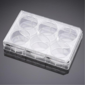 PureCoat ECM Mimetic Collagen I Peptide 175 cm2  Flas, Rectangular Canted Neck with Vented Cap