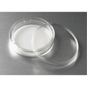 75mm Transwell with 3.0um Pore Polycarbonate Membrane Insert Sterile