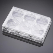 BioCoat Collagen IV 6 Well Clear Flat Bottom TC-Treated Multiwell Plate, with Lid, Nonsterile