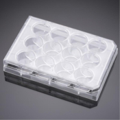 BD BioCoat Poly D Lysine Coated 12 Well Tissue Culture Plate