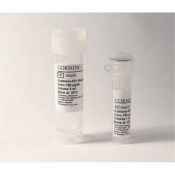 Corning rLaminin-521 (Human) 1 mg
