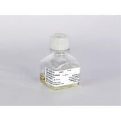 10mL Gentamicin Sulfate Liquid 50 mg/mL Solution