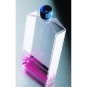 Falcon 25cm2 Canted Neck TC-Treated Cell Culture Flask with Vented Cap 70mL