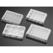 Falcon 48 Well Clear Flat Bottom Not Treated Cell Culture Plate with Lid Sterile
