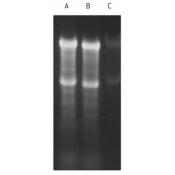 Lonza Formaldehyde Sample Buffer - 5 x 1 mL