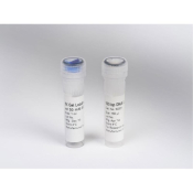 Lonza SimplyLoad Tandem DNA Ladder for 100 Applications - 500uL