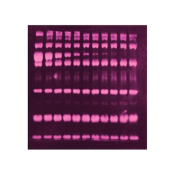 Lonza SYPRO Ruby Protein Blot Stain - 200mL