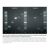 Meridian Bioscience MangoTaq DNA Polymerase - 1000 Units