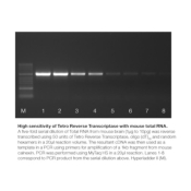 Meridian Bioscience Tetro Reverse Transcriptase - 10000 Units