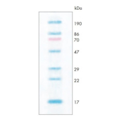 ProtoMarkers Molecular Weight Markers for Protein Visualisation - 0.5mL