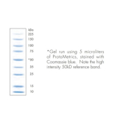 ProtoMetrics Molecular Weight Markers for Protein Visualisation - 0.5mL
