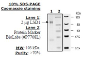 LSD1 Active human, recombinant, expressed in E. coli, >=70% (SDS-PAGE)