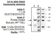 DNMT3B/DNMT3L Active human, recombinant, expressed in baculovirus infected insect cells, >=90% (SDS-