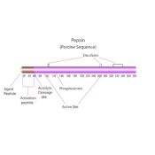 Pepsin from porcine gastric mucosa, powder, slightly beige, 600-1200 U/mg