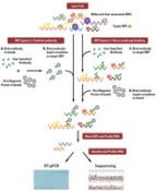 Imprint RNA Immunoprecipitation Kit, High-capacity Protein A magnetic beads for successful RNA Immun