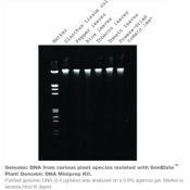 Genelute plant genomic dna miniprep kit