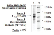 HDAC-1 human, recombinant, expressed in baculovirus infected insect cells, >=50% (SDS-PAGE)