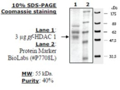 HDAC 1 from Plasmodium falciparum, recombinant, expressed in baculovirus infected insect cells, >=40