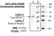 HDAC 2 His tag human, recombinant, expressed in baculovirus infected insect cells, >=80% (SDS-PAGE)