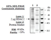 HDAC2 FLAG tag human, recombinant, expressed in baculovirus infected insect cells, >=50% (SDS-PAGE)