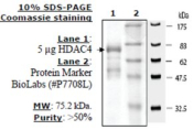 HDAC-4 human, recombinant, expressed in baculovirus infected insect cells, >=50% (SDS-PAGE)